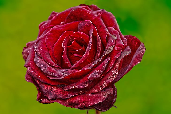Роза, цвете, червена роза, червен, растителна, Есенна роза, преходно