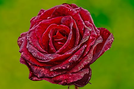 rosa, fiore, rosa rossa, rosso, pianta, rosa di autunno, transitorio