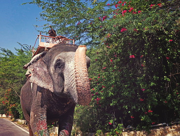 dzīvnieku, zilonis, daba, tradicionālā, kultūra, Indija, savvaļas dzīvnieki