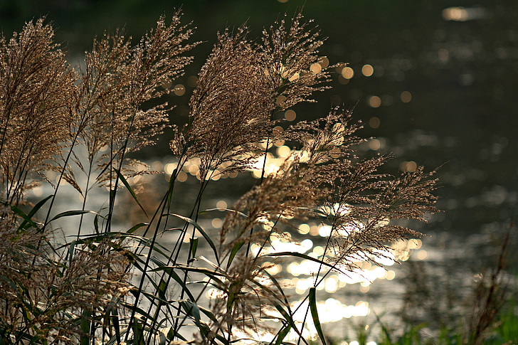 foxtail, reed, riverside, autumn, pool, break, scenery