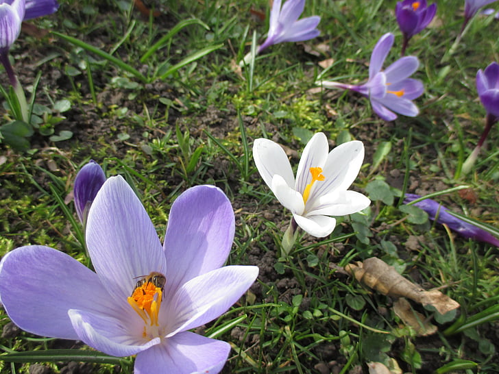 bunga, Crocus, ungu, putih, musim semi, bunga musim semi, mekar