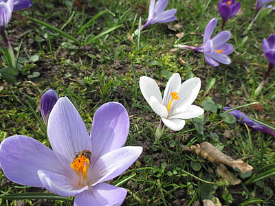 flower, crocus, purple, white, spring, spring flower, bloom