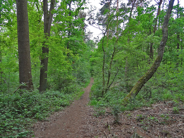 lesní cesta, Les, pryč, dub, bříza, Procházka v lese, bukové dřevo