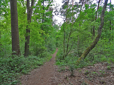 con đường rừng, rừng, đi, Oak, Bạch dương, đi bộ trong rừng, gỗ sồi