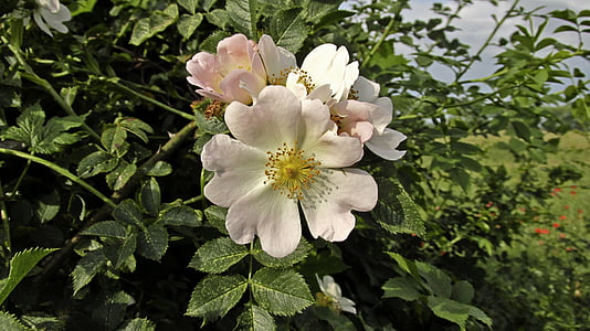 Rose, nature, fleur rose, fleur, Bush, plante