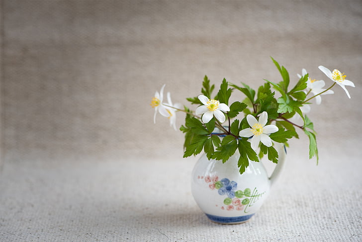 Bush-windröschen, Ranunculaceae, Anemone nemorosa, flor de primavera, bloomer de principios, flores, Blanco