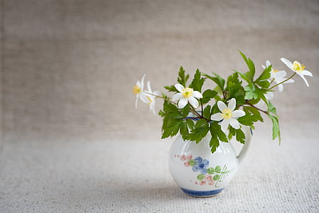 Bush-windröschen, Vėdryniniai, Triskiautė nemorosa, Pavasario gėlė, pradžioje gama, gėlės, balta