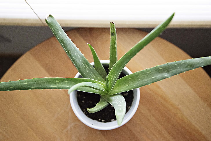 Aloe vera, suculentas, em vaso, planta, verde, botânicos, Flora