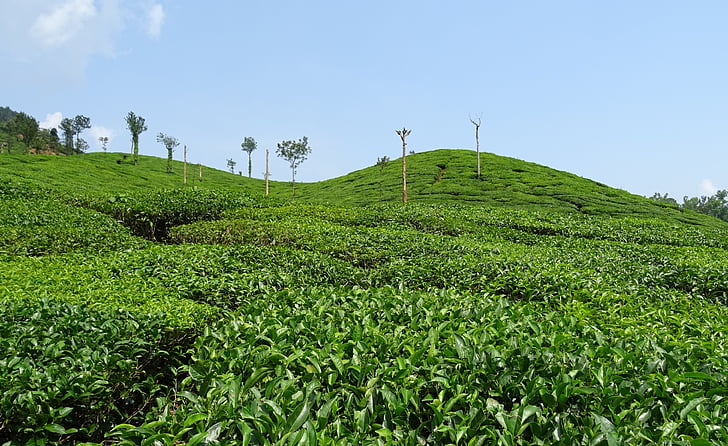 jardim do chá, chá, planta, plantação de, imobiliária, Shree ganga, Chikmagalur