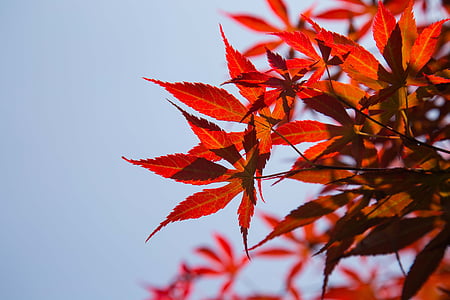 foglie rosse, cielo, il paesaggio