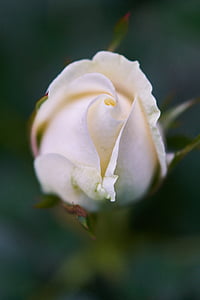 Роза, цветок, Цвет, макрос, Природа, красивая, Справочная информация