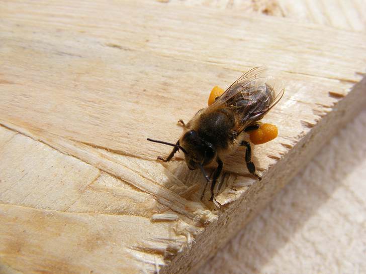 con ong, chế độ ăn uống, nạp, Ba Lan, bổ sung, thực phẩm, thức uống