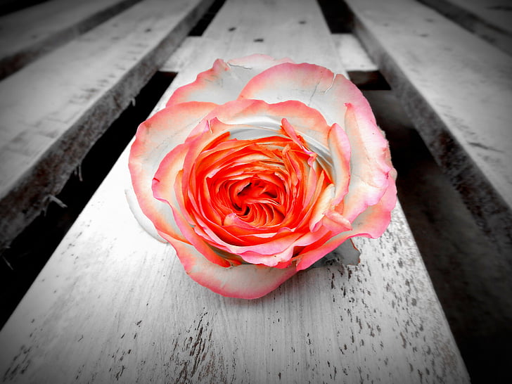 rose, flower, blossom, bloom, pink, black and white, color effect