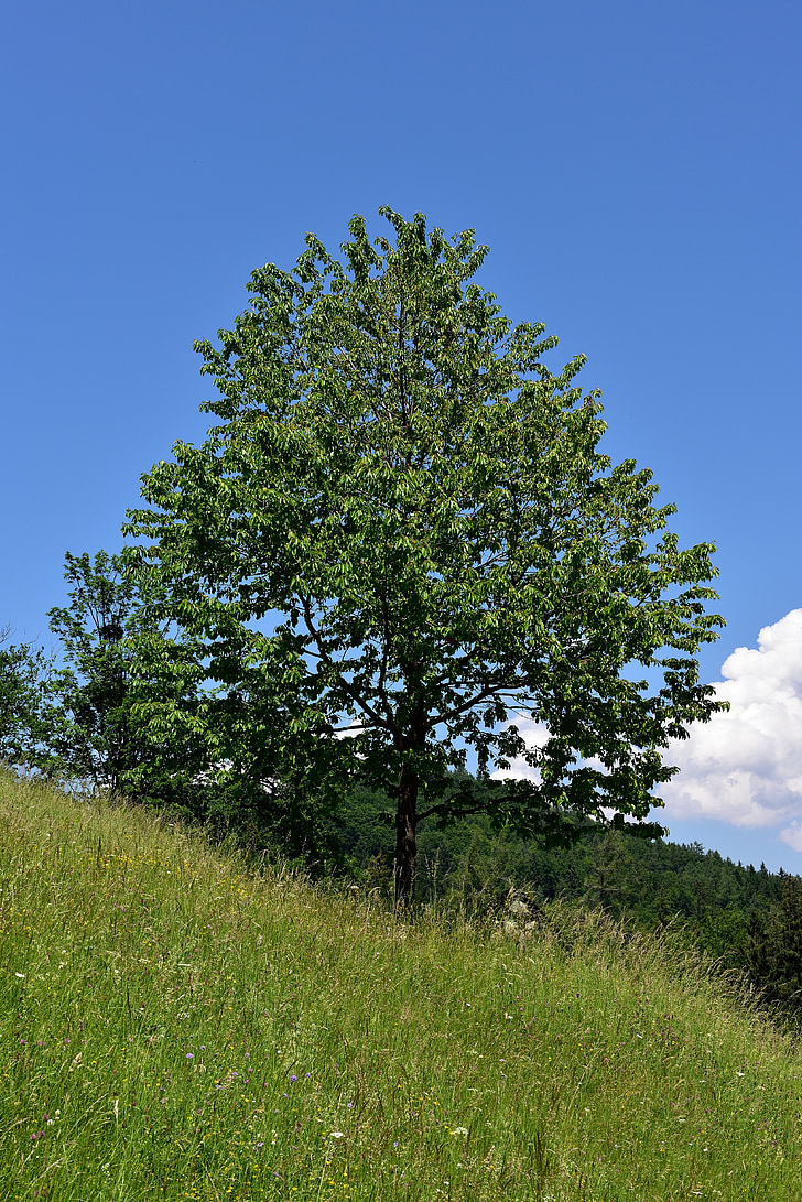 tree, deciduous tree, landscape, nature, meadow, sky, slope