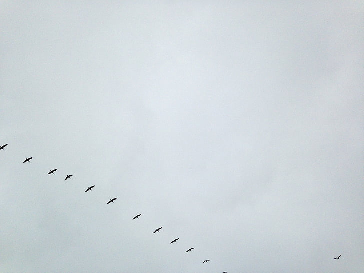 black, flocks, birds, daytime, sky, clouds, grey