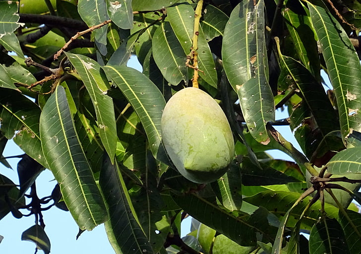 Mango, owoce, Mango indyjskie, Tropical, słodkie, naturalne, organiczne