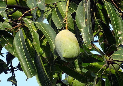 манго, плодове, Mangifera показатели, тропически, Сладко, естествени, органични