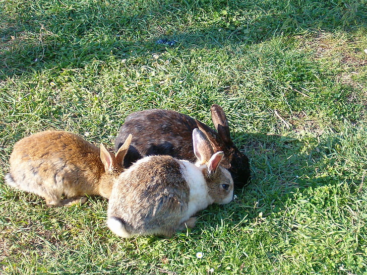 animal, cute, rabbit