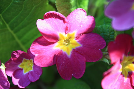 Primrose, Hoa, Blossom, nở hoa, màu đỏ, màu sắc, đầy màu sắc