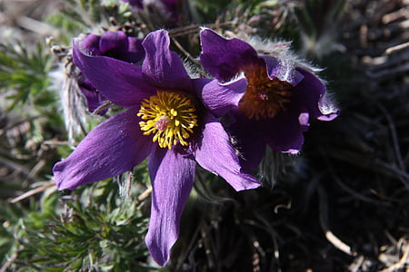 flor, flor, floración, violeta, púrpura, flor de Pascua común, Pulsatilla vulgaris
