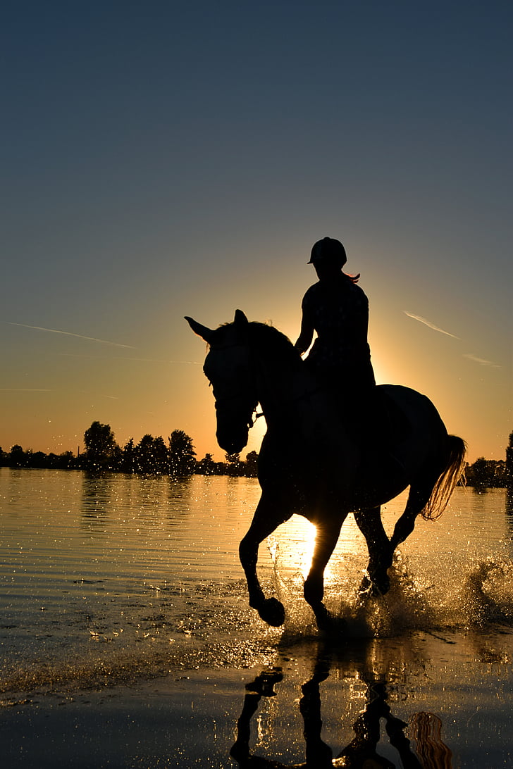 cavall, Mar, galop, posta de sol, l'aigua, mullat, passeig