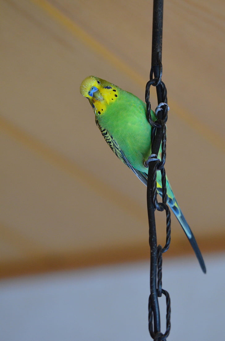 Budgie, màu xanh lá cây, chim xanh, động vật, con chim, động vật hoang dã, động vật