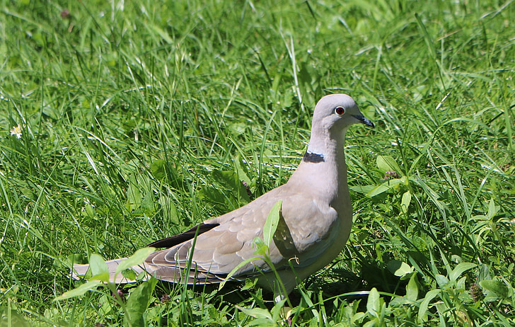 dove, grass, collared, grey, green, birds, nature