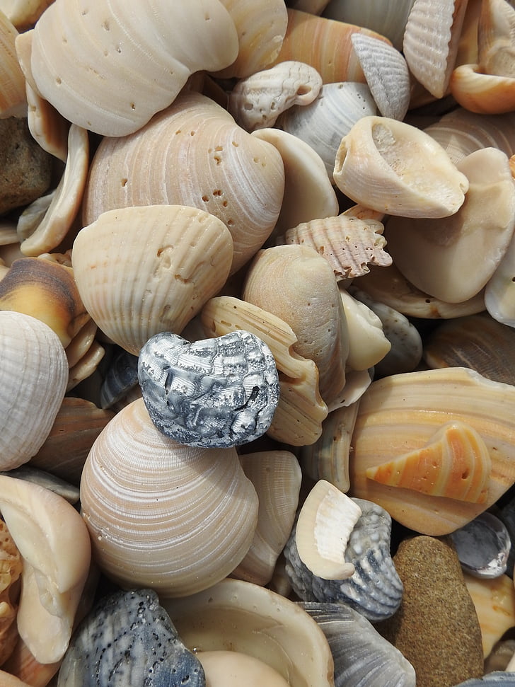 seashells, beach, shells, collection, wildlife, nature, coast