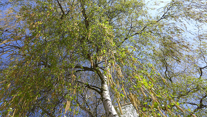 breza, pomlad, drevo, proti nebu