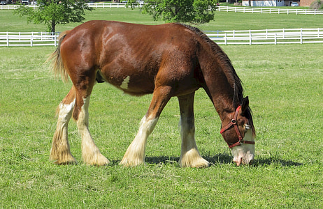 Clydesdale, kuda, anak lembu berumur setahun, muda, merumput, padang rumput, kandang