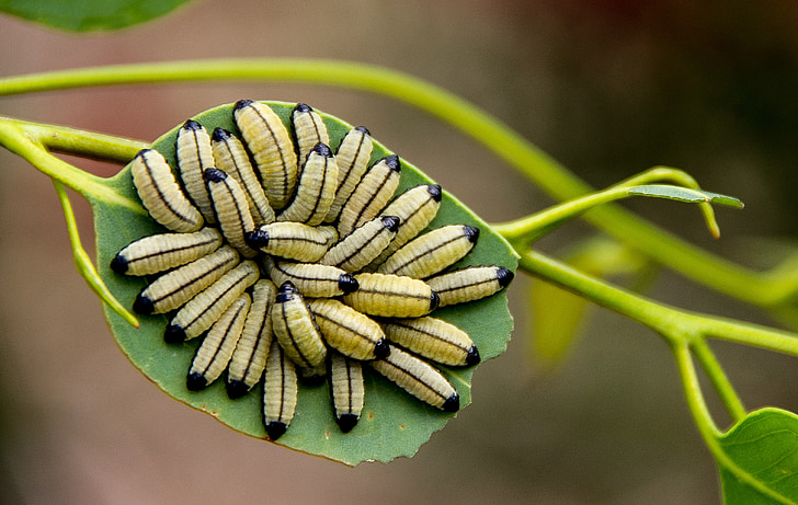 larvae, yellow, black, many, caterpillar, wildlife, leaf