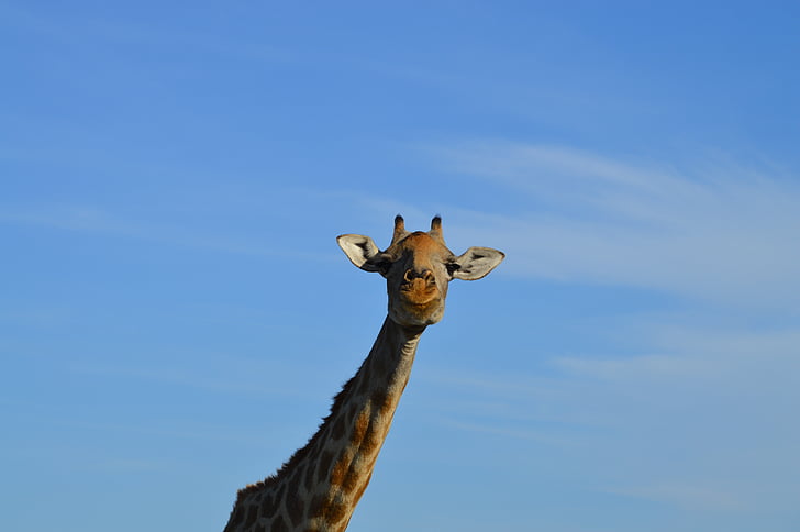 giraffe, head, africa, animal, blue, nature, wildlife