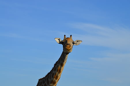 giraff, huvud, Afrika, djur, blå, naturen, vilda djur