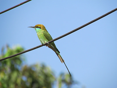 Kingfisher, kuş, alcedo şuna, küçük, Yeşil, egzotik, tropikal