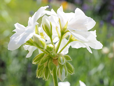 Geranium, Blossom, Bloom, valkoinen, Parveke laitos, Koristekasvi