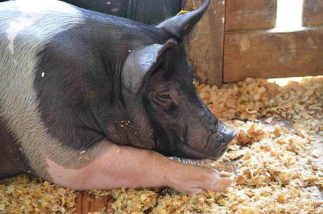 pig, animal, farm, pork, bacon, swine, mammal