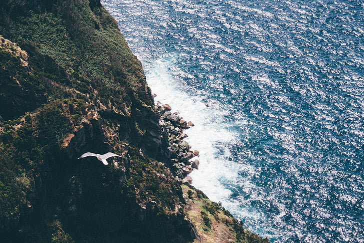 Blanco, Seagull, horno, colina, cubierta, verde, hoja