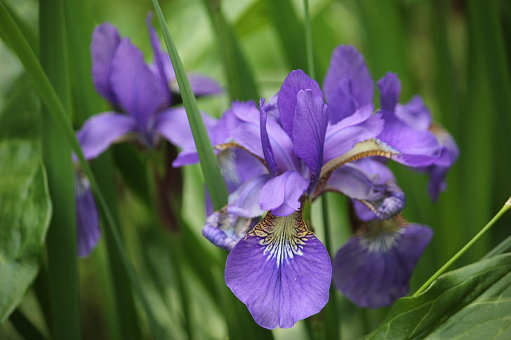 Iris, bunga, ungu, bunga, musim semi, Taman, mekar