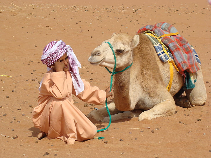 bedouin, camel, desert, nature, sand, camel-driver