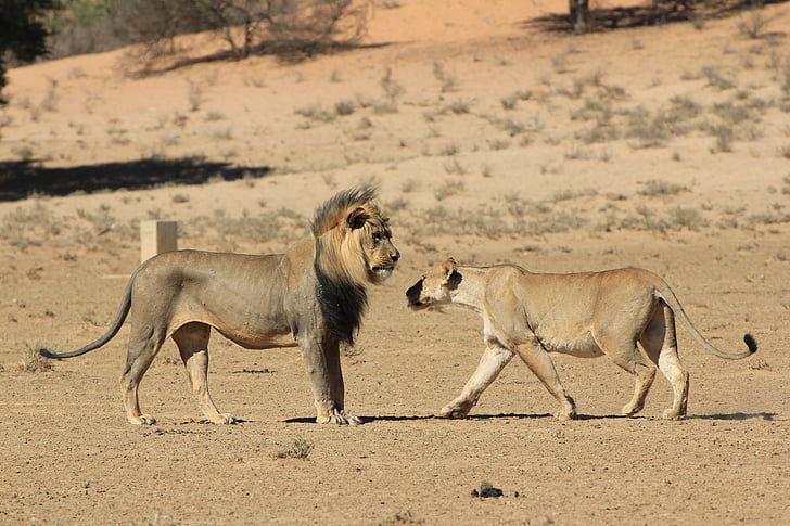 Lev, lvice, s pozdravem, poušť, volně žijící zvířata, Safari, predátor