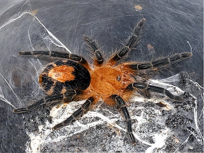 nhện, Tarantula, rùng rợn, Arachnophobia, terrarium