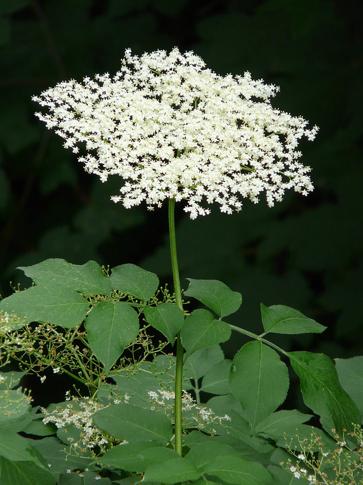 flor, floración, Blanco, baya del saúco Negro, Elder, Bush, árbol