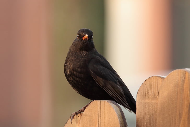 Blackbird, madár, fekete, Songbird, Hím feketerigó, természet