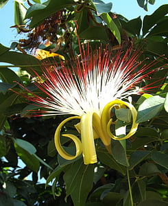 munguba, Monguba, arbre, fleur, châtaignier, nature, feuille