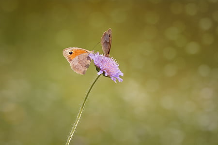 mariposas, dos, Prado color marrón, Satyrinae, Edelfalter, mariposa, animal