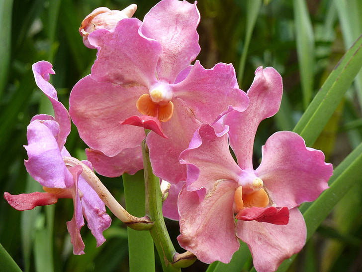 orquídea, -de-rosa, flor, flor, planta, fechar, flor-de-rosa