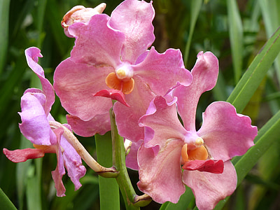Orchid, vaaleanpunainen, Blossom, Bloom, kasvi, Sulje, vaaleanpunainen kukka