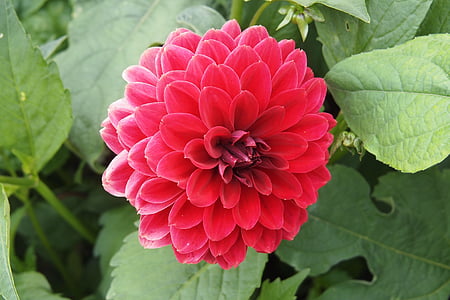Dahlia, punainen, kukka, kesällä, Bloom, kukinta, Blossom