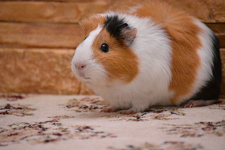 piggy, guinea pig, pet, animals, pets, home, one animal