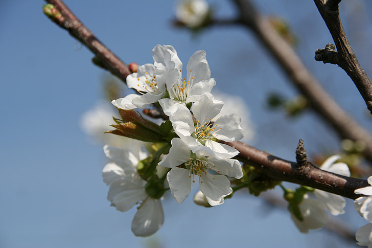 obuolių gėlė, pavasarį, Gamta